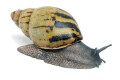 Archachatina camerunensis Cameroon adult